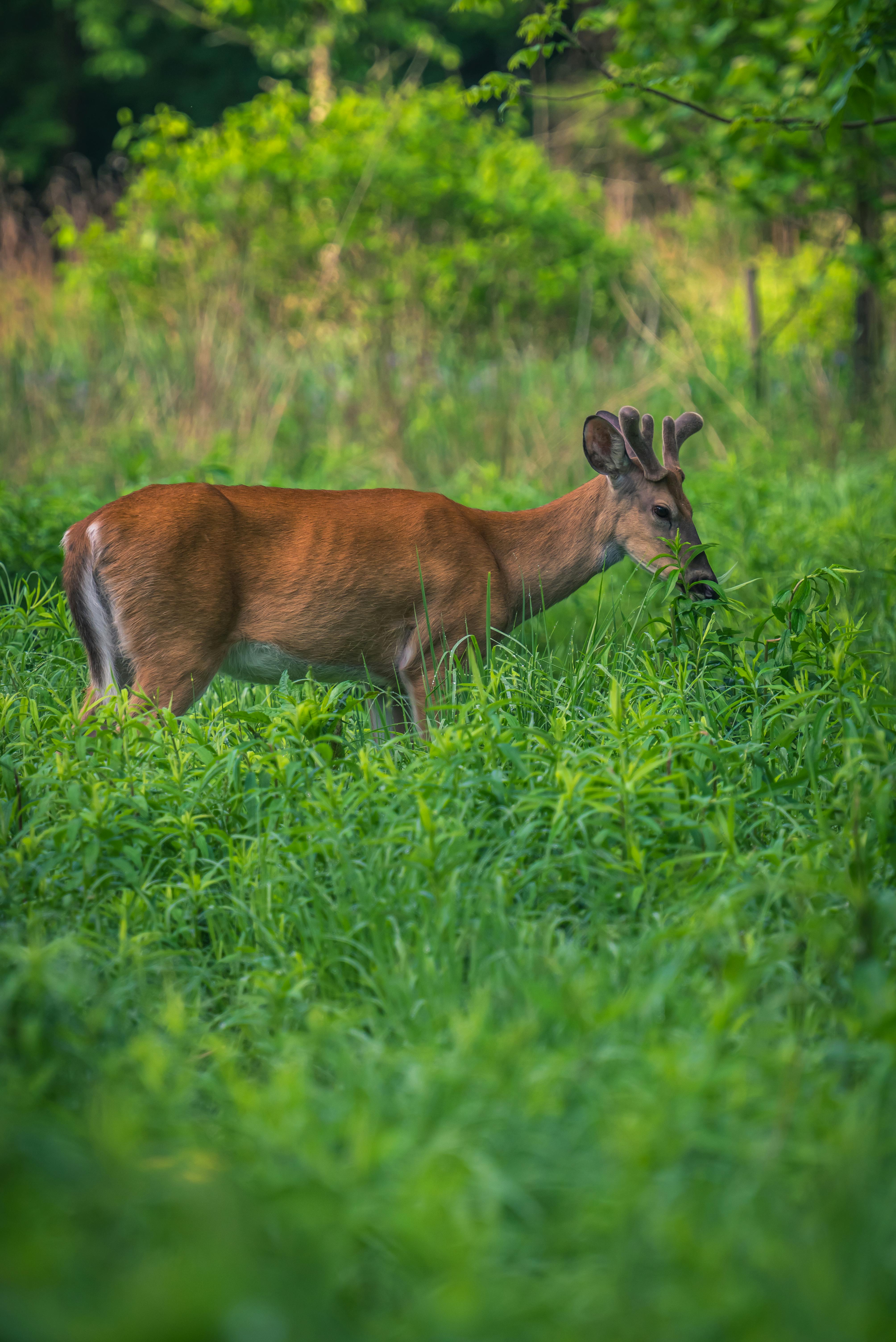 grátis Foto profissional grátis de amável, animais selvagens, animal Foto profissional