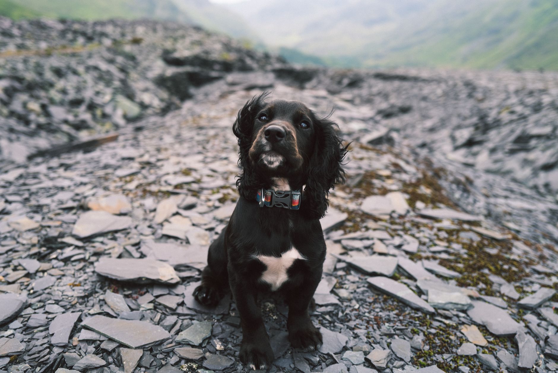 Adorable Cocker Spaniel puppy seated on a rocky mountain trail, showcasing cute poses.