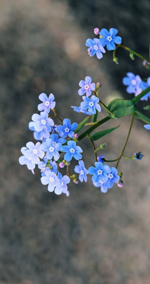 คลังภาพถ่ายฟรี ของ 'ดอกไม้เล็ก ๆ ', กำลังออกดอก, ความนุ่ม