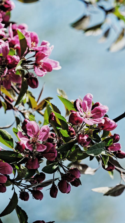 Kostenloses Stock Foto zu blühen, flora, kirschblüte
