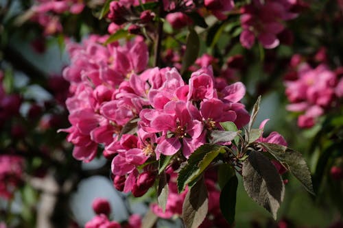 คลังภาพถ่ายฟรี ของ ดอกซากุระ, ดอกไม้บาน, ธรรมชาติที่สวยงาม