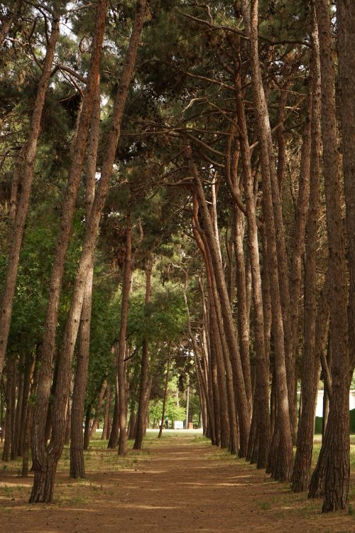 Free A serene forest path lined with tall trees, capturing nature's tranquility. Stock Photo