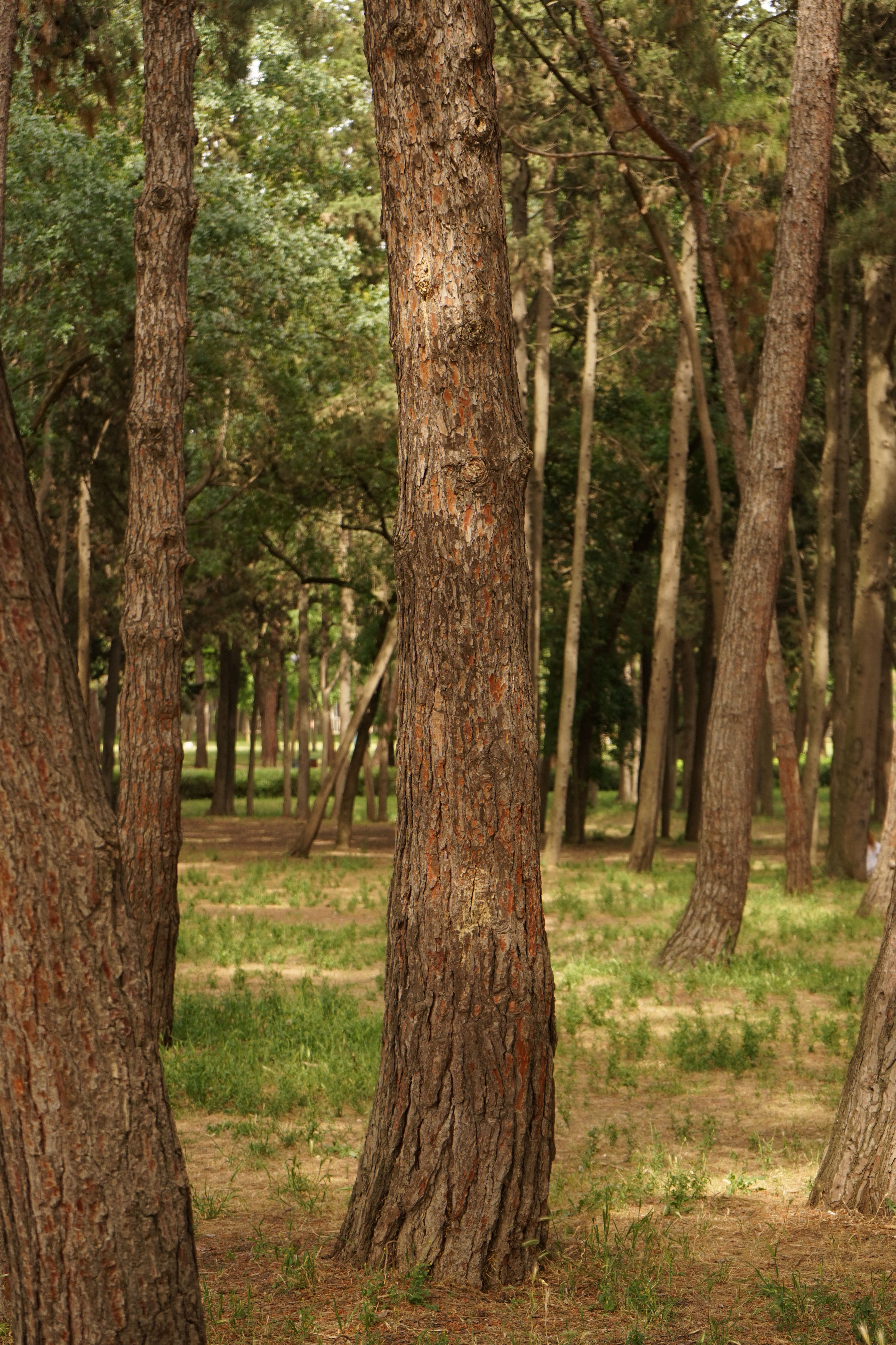 Fotomural Paz en un bosque de pinos con la luz del sol filtrándose entre los árboles, creando una atmósfera tranquila.