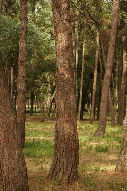 Fotomural Paz en un bosque de pinos con la luz del sol filtrándose entre los árboles, creando una atmósfera tranquila.