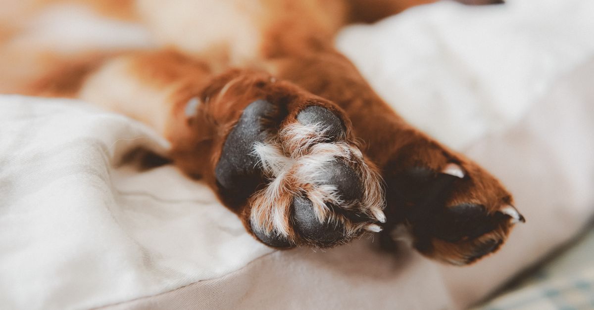 Les meilleures pratiques pour le bien-être des animaux âgés