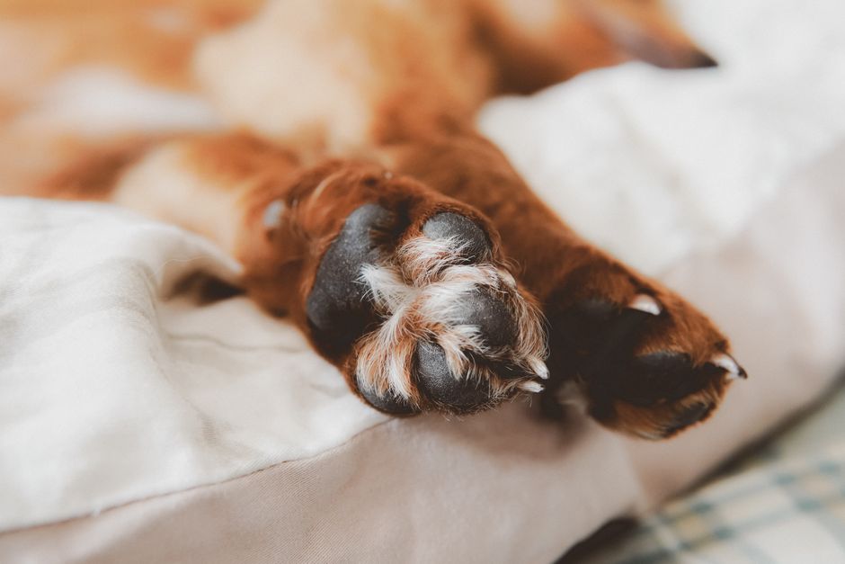 Detailed close-up of a dog's paws resting on a comfortable bed, featuring soft lighting and shallow depth of field.