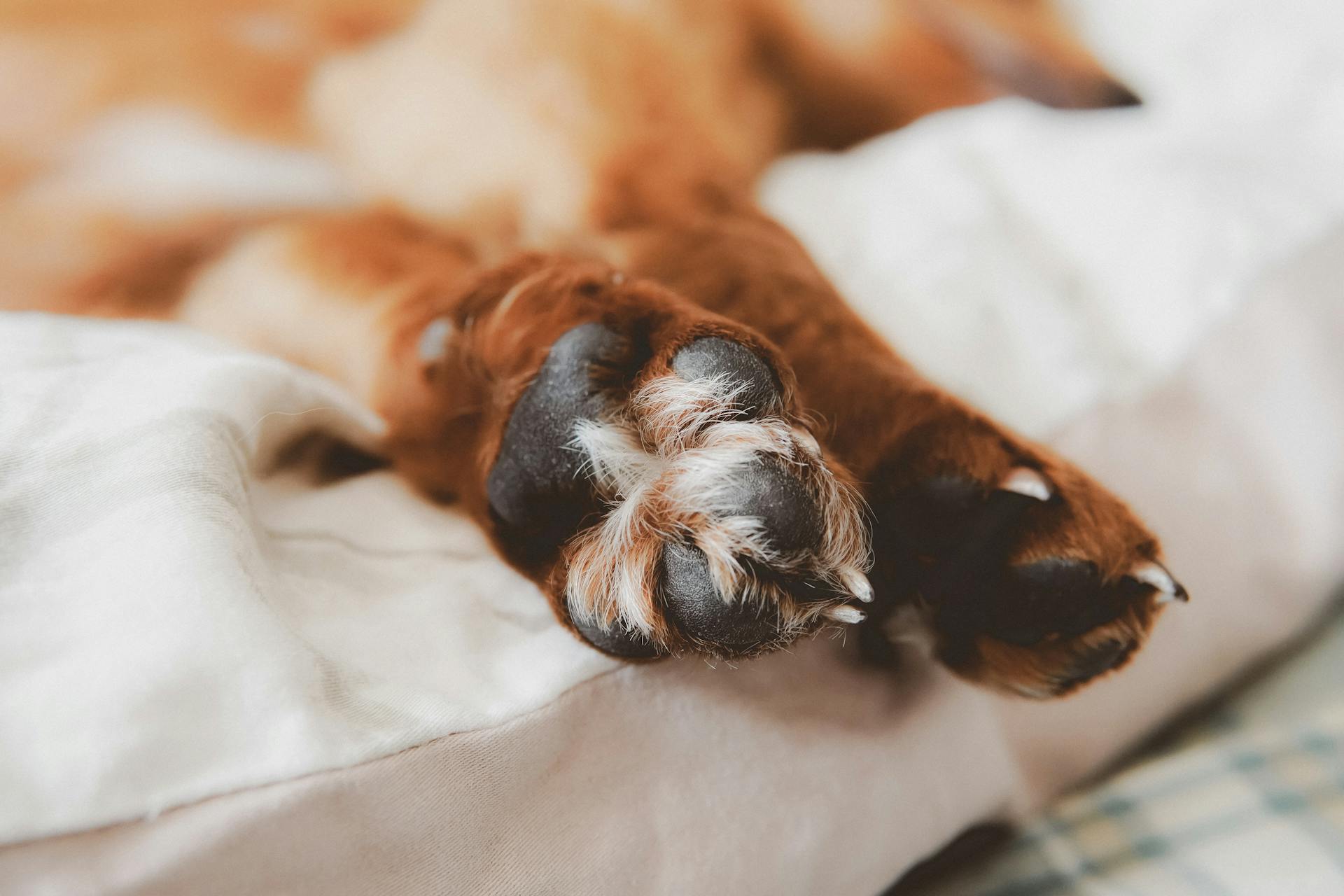 Paws of Dog Lying Down