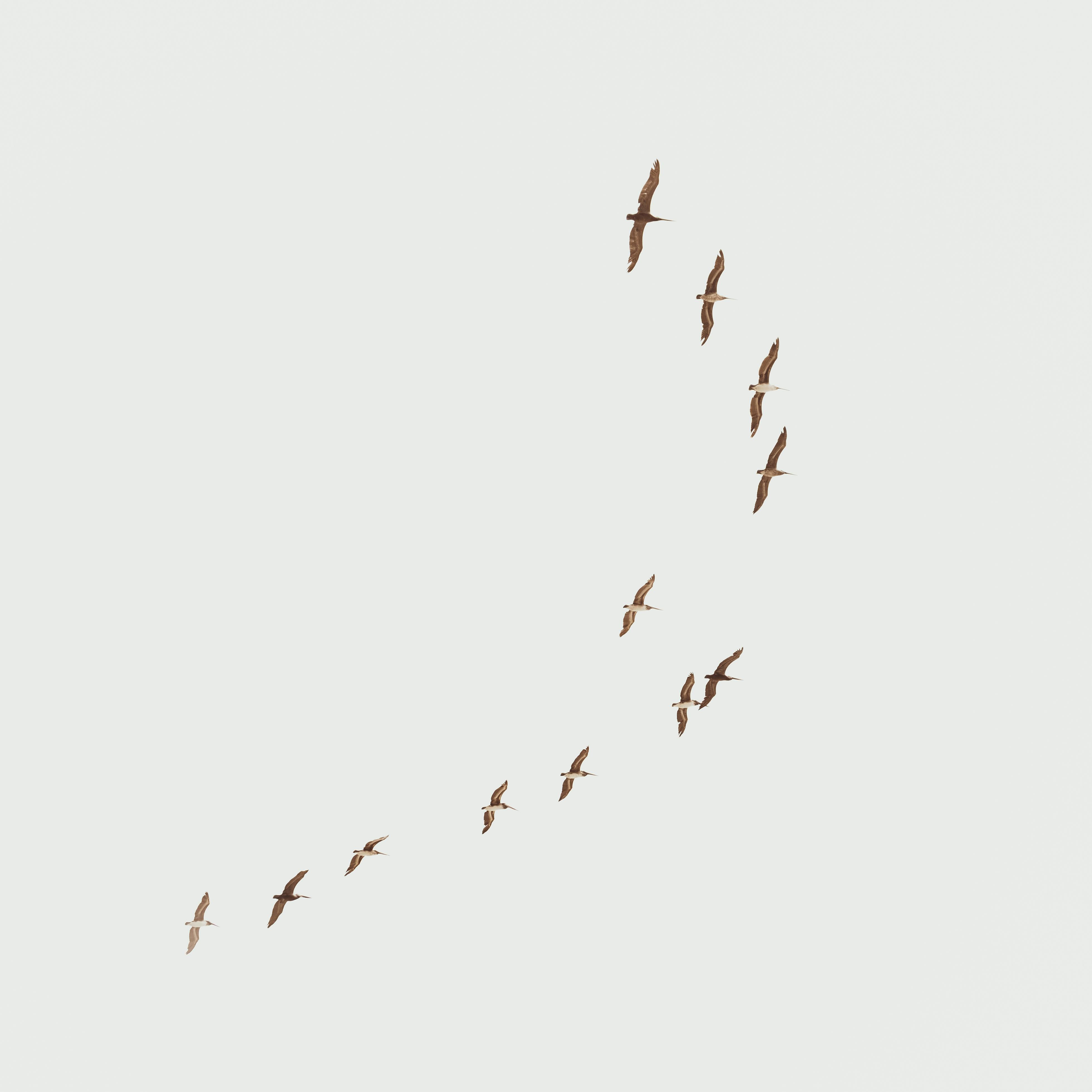 grátis Foto profissional grátis de aéreo, animais selvagens, ao ar livre Foto profissional