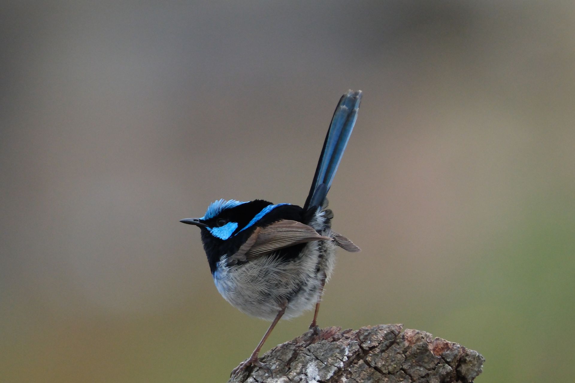 Small Wren Bird
