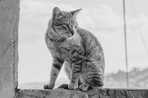 Ilmainen kuvapankkikuva tunnisteilla alley kissat, eläin, harmaa