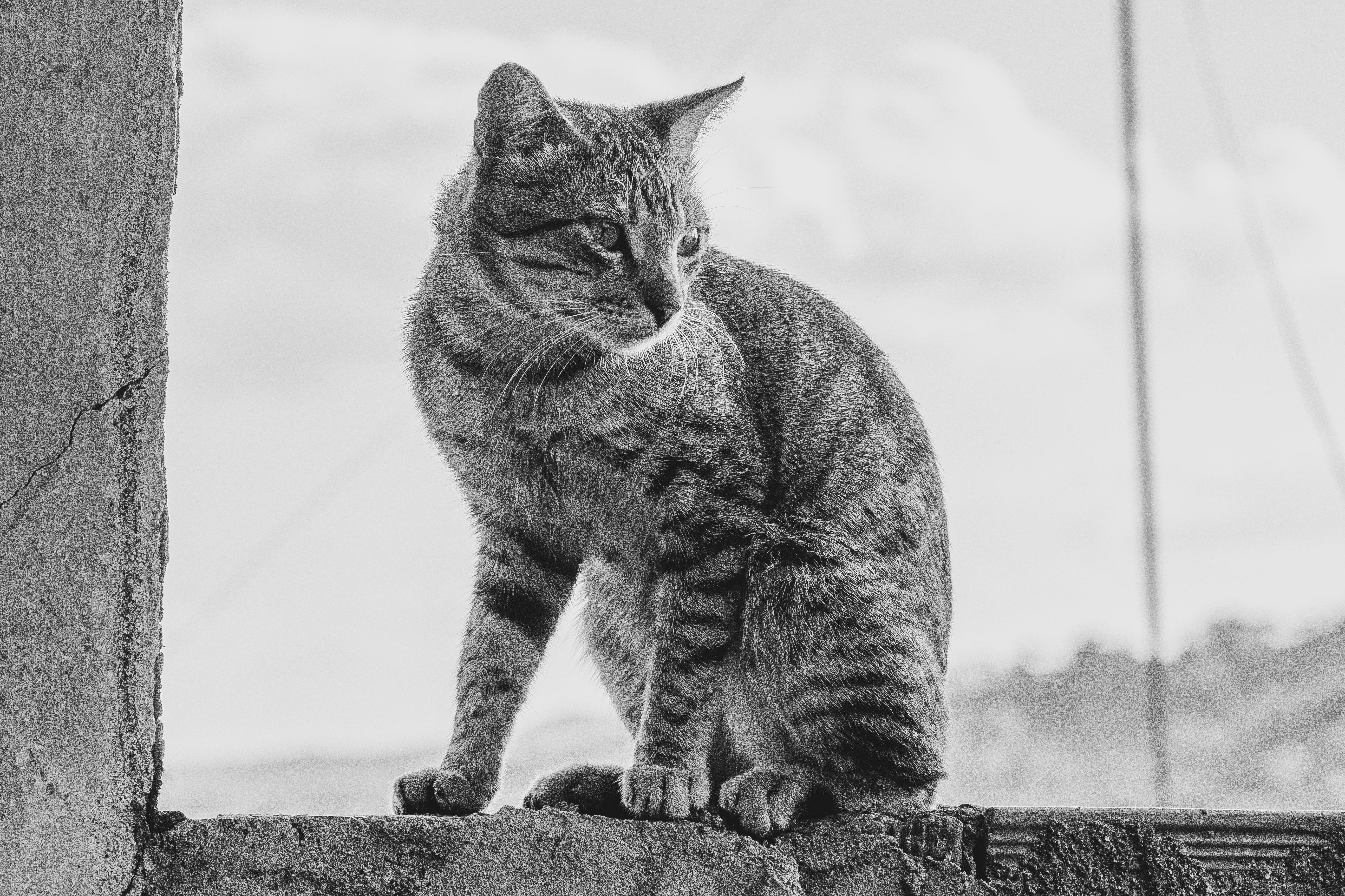 Cat Sitting on Wooden Wall in Black and White · Free Stock Photo