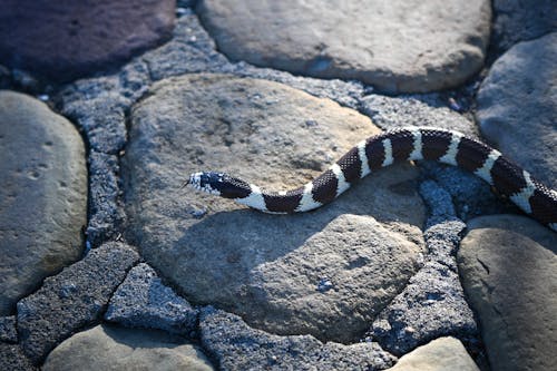 A snake is laying on the ground on some rocks