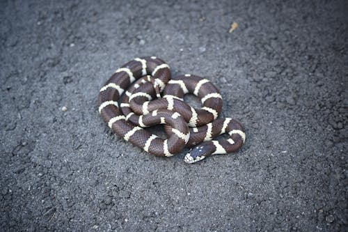 A snake laying on the ground with its head up