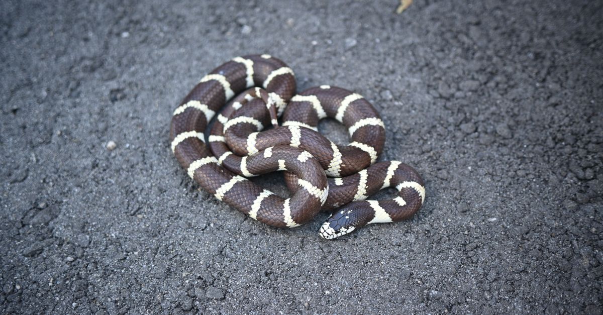 Close-up of a coiled California kingsnake on a textured surface highlighting its distinctive pattern.