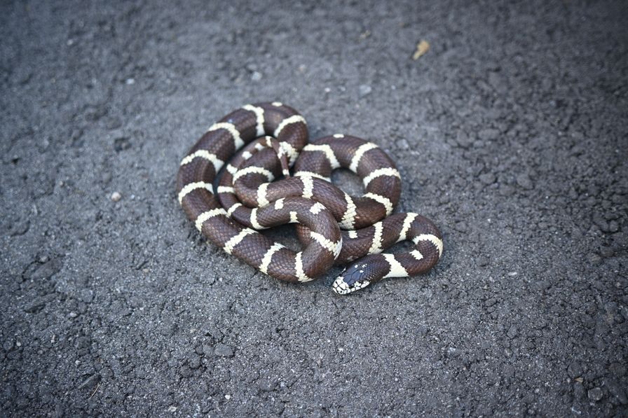 Image showcasing Albino California Kingsnake: Habitat, Diet, and Care Guide