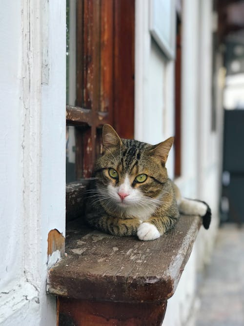 Gratis Tabby Cat Sdraiato Sulla Finestra In Legno Foto a disposizione