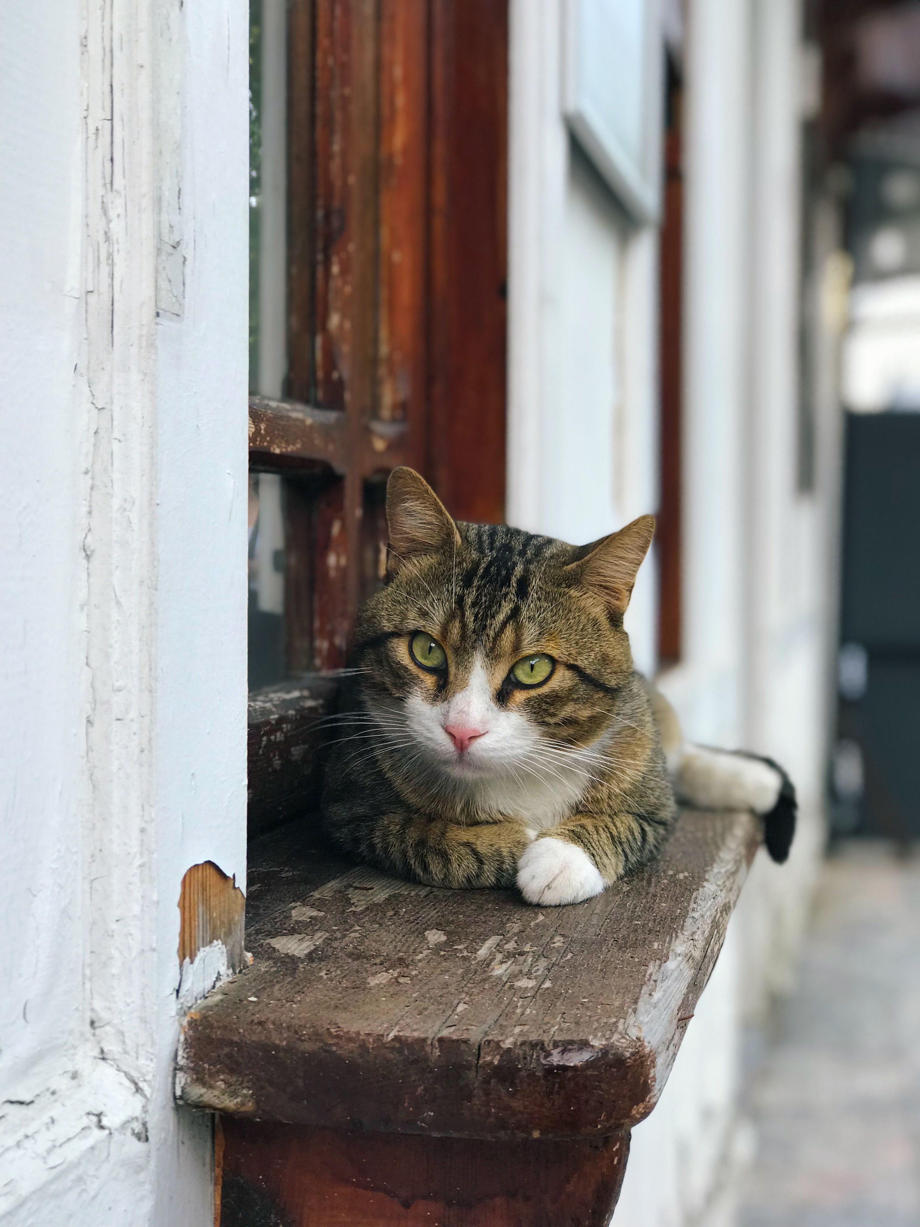 Tabby Cat Lying On Wooden Window · Free Stock Photo
