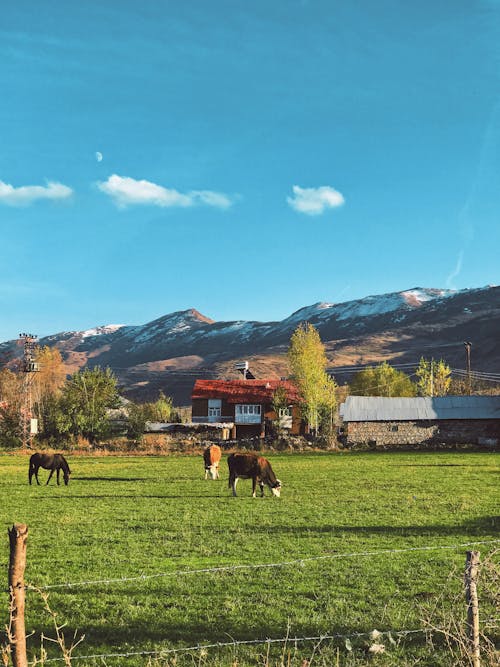 Fotobanka s bezplatnými fotkami na tému cicavec, dedinský, dobytok