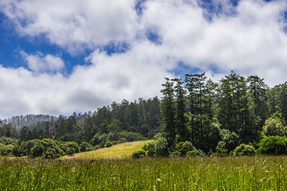 Pine treeline above a green meadow under tall clouds, photo by Robert So on Pexels