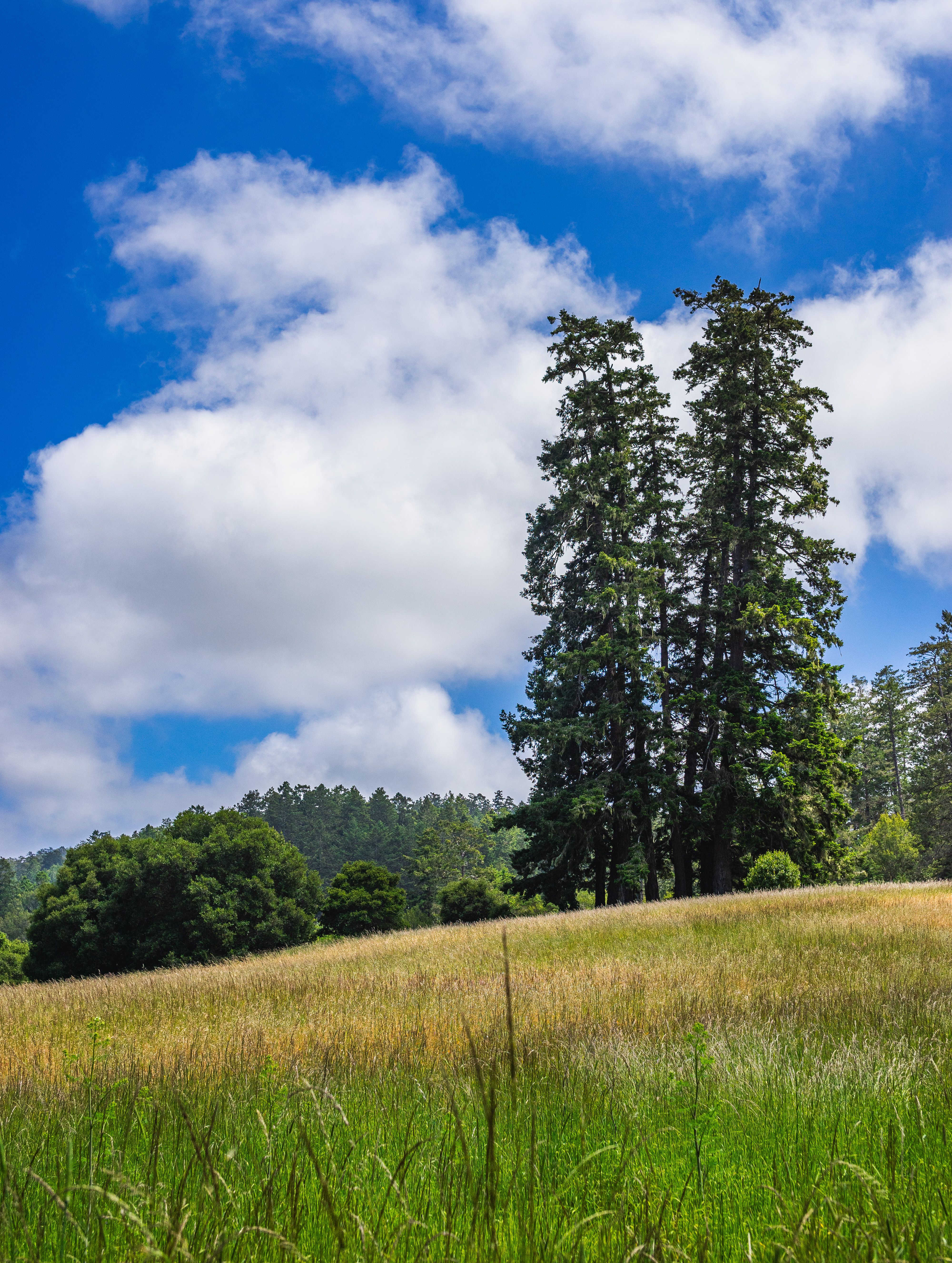 A grassy field with trees and a blue sky · Free Stock Photo