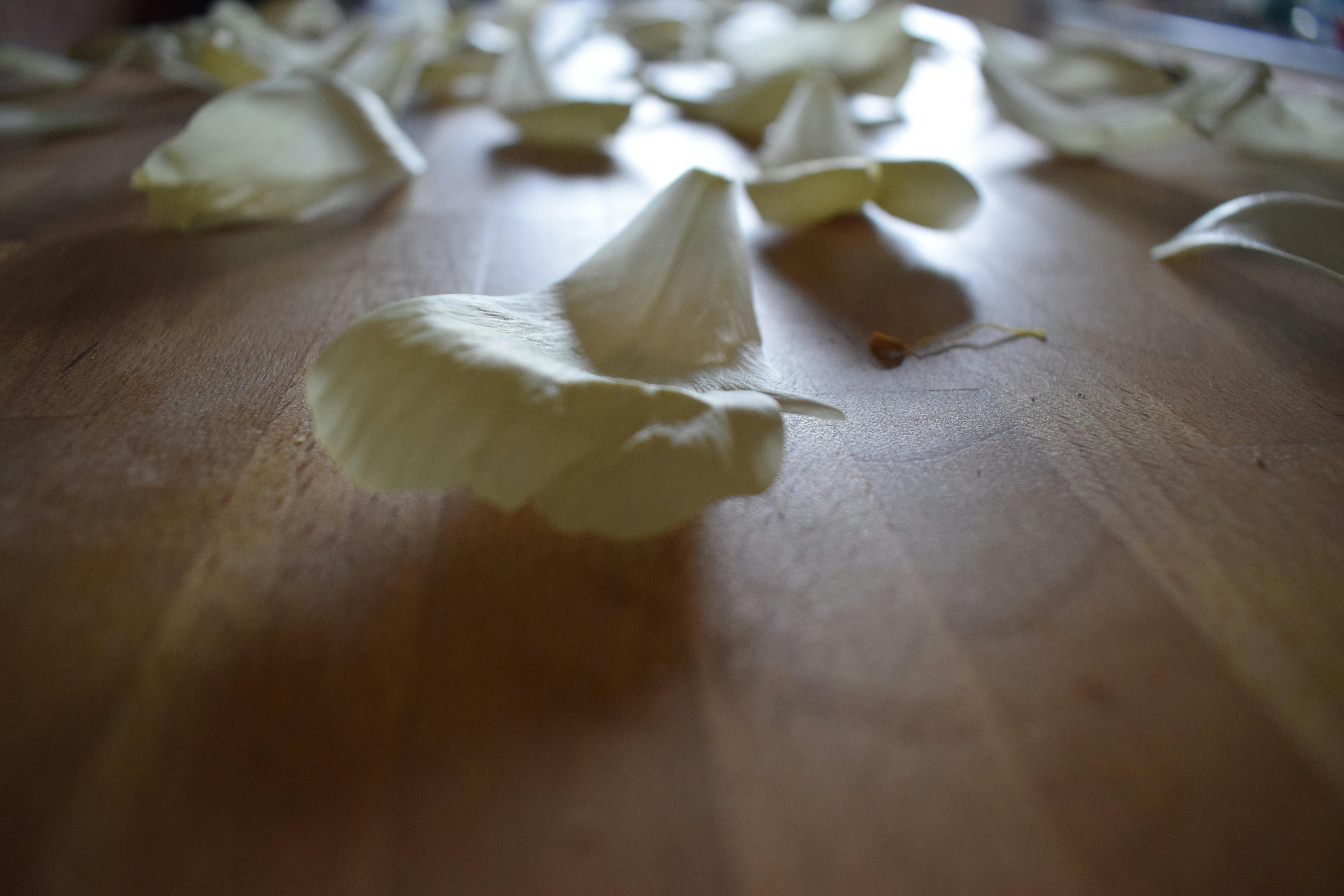 Foto Stok Gratis Tentang Bunga