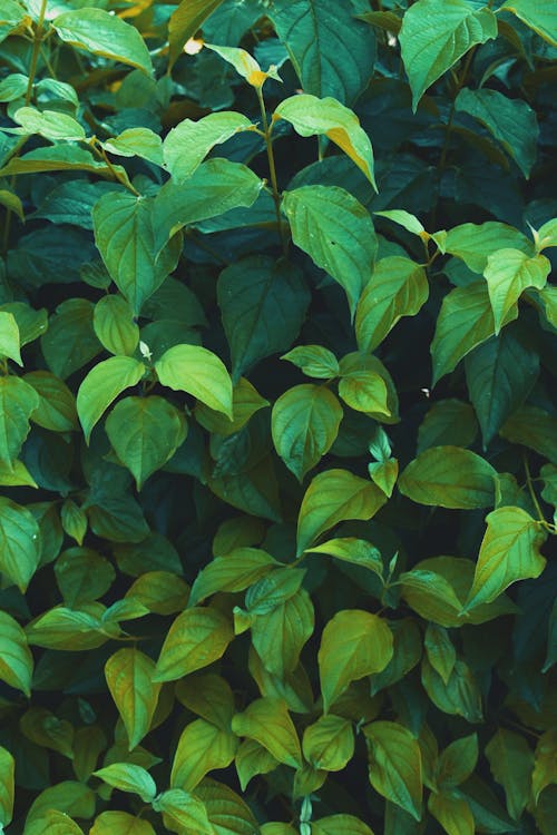 Ovate Green Leaves · Free Stock Photo - 500 x 750 jpeg 60kB