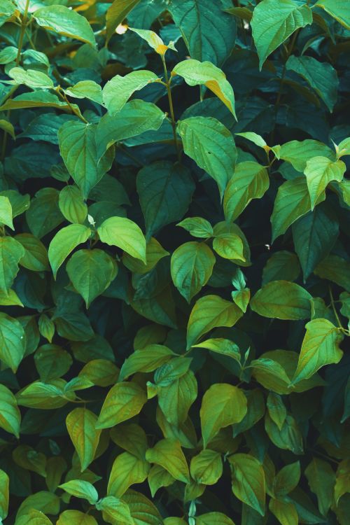 Free A lush display of vibrant green leaves showcasing natural beauty and botanical richness. Stock Photo