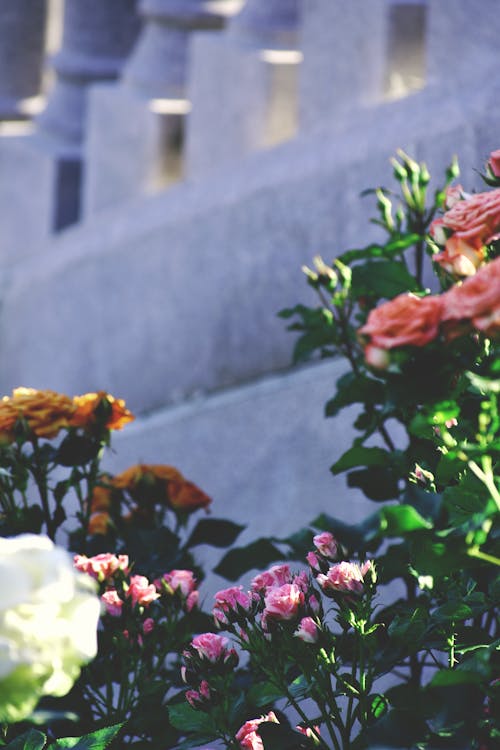 бесплатная Зеленолистное растение с красными и розовыми цветами Стоковое фото