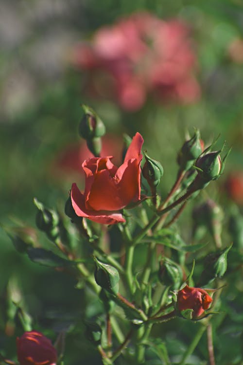 бесплатная Селективная фокусировка красной розы Стоковое фото