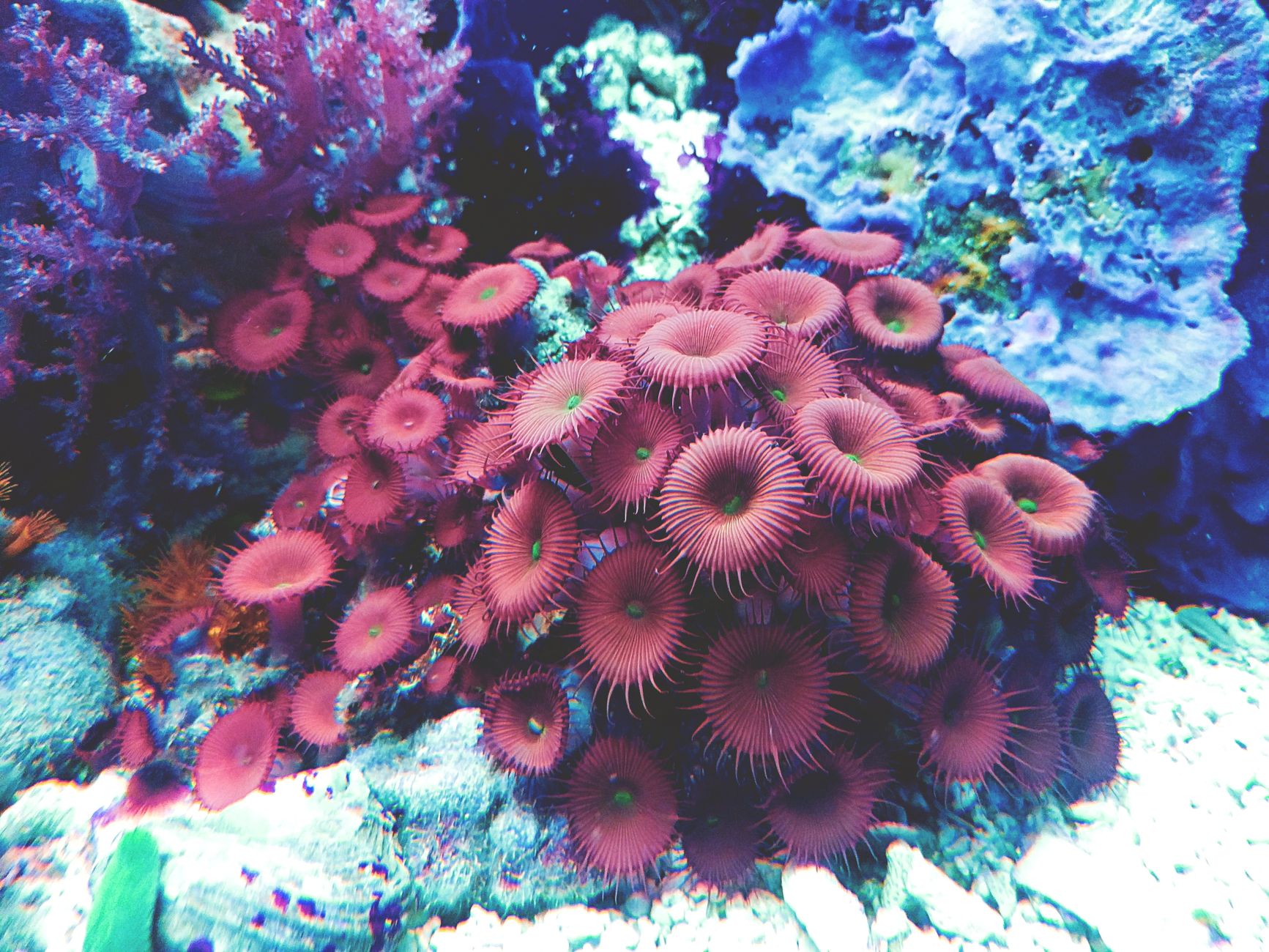 A colorful close-up of exotic coral and marine life in an aquarium.
