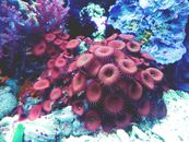 水族馆里，奇异珊瑚和海洋生物的丰富多彩特写镜头