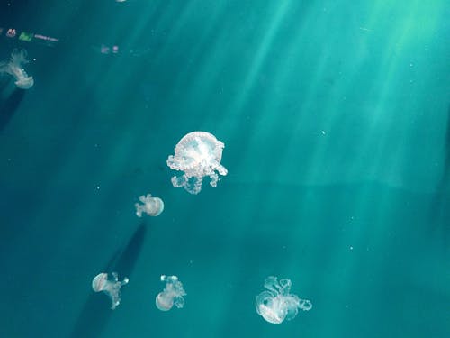 Weiße Qualle Unterwasserfotografie
