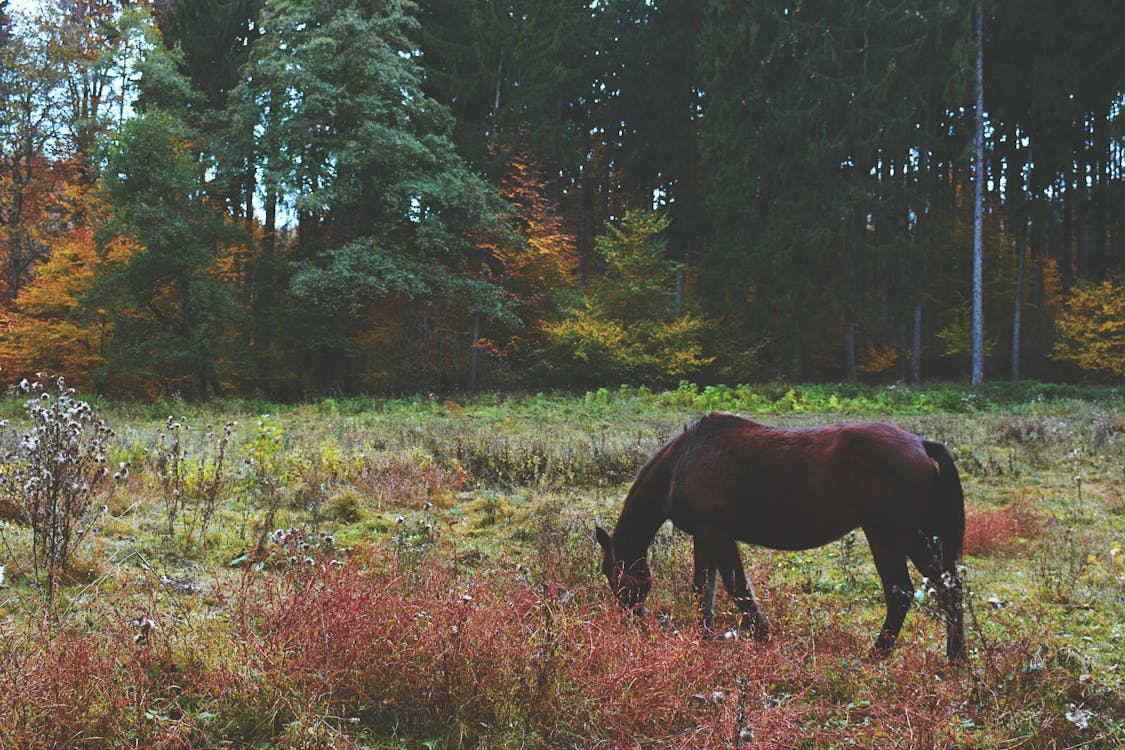 Free Horse Surrounded By Trees And Grass Stock Photo