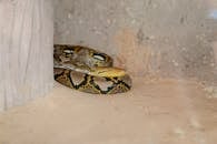 Captive Reticulated Python in Naturalistic Enclosure