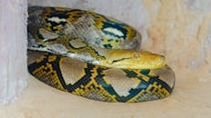 Close-Up of a Reticulated Python Resting