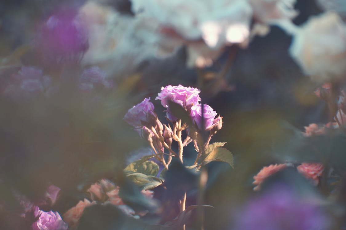 Fotografía De Enfoque Selectivo De Flores De Pétalos Púrpuras