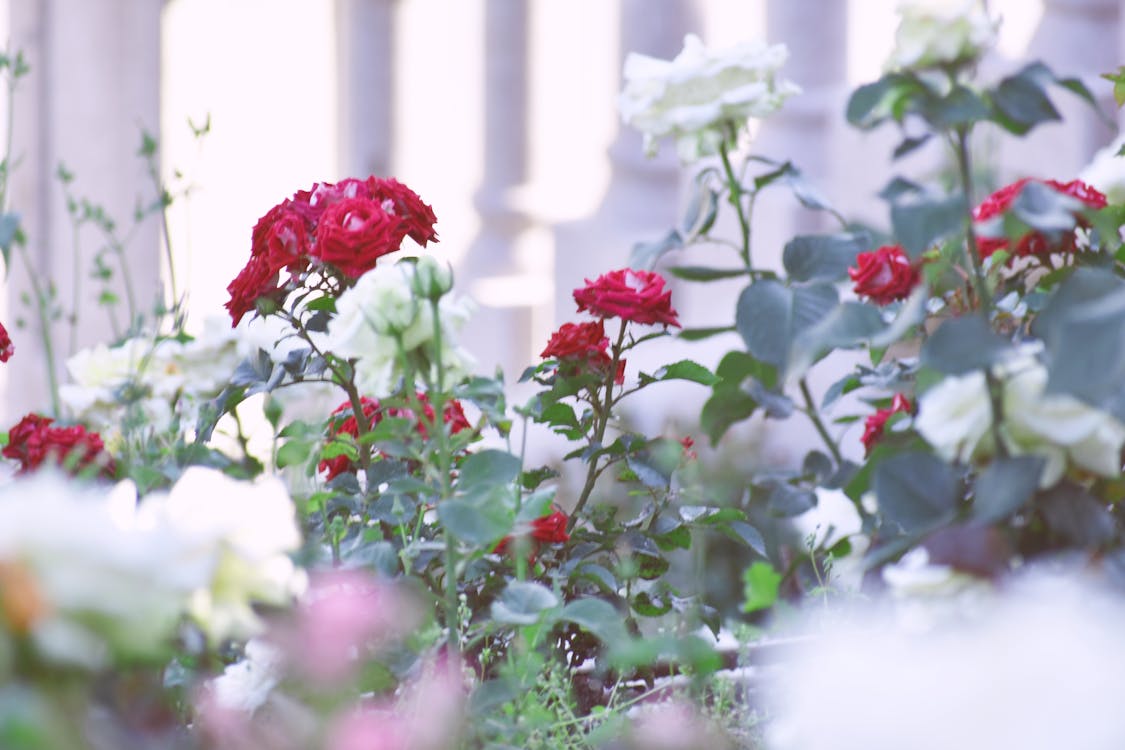 Free Red and White Roses Stock Photo