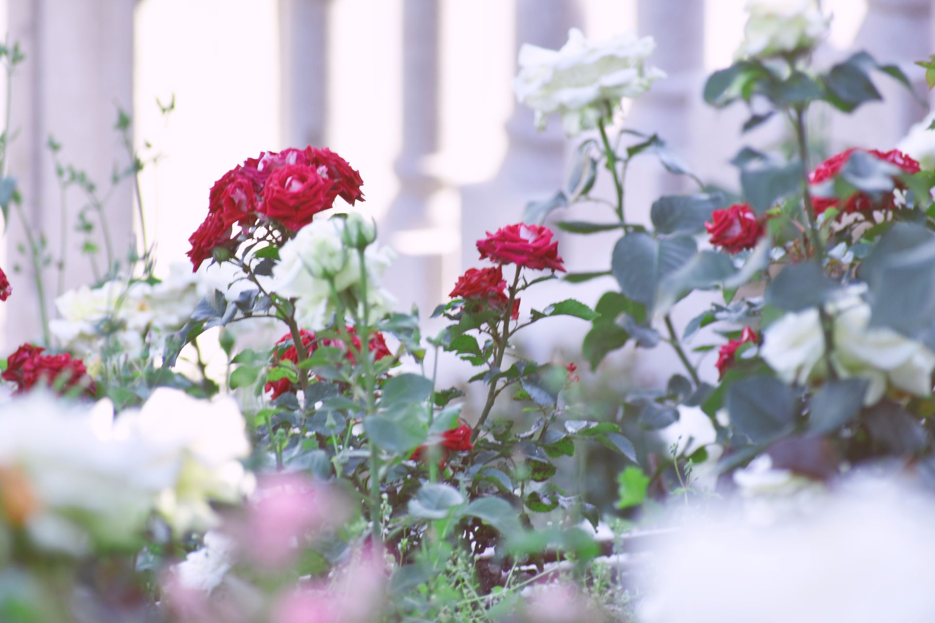 A picturesque garden scene showcasing vibrant red and white roses in full bloom, surrounded by lush greenery.