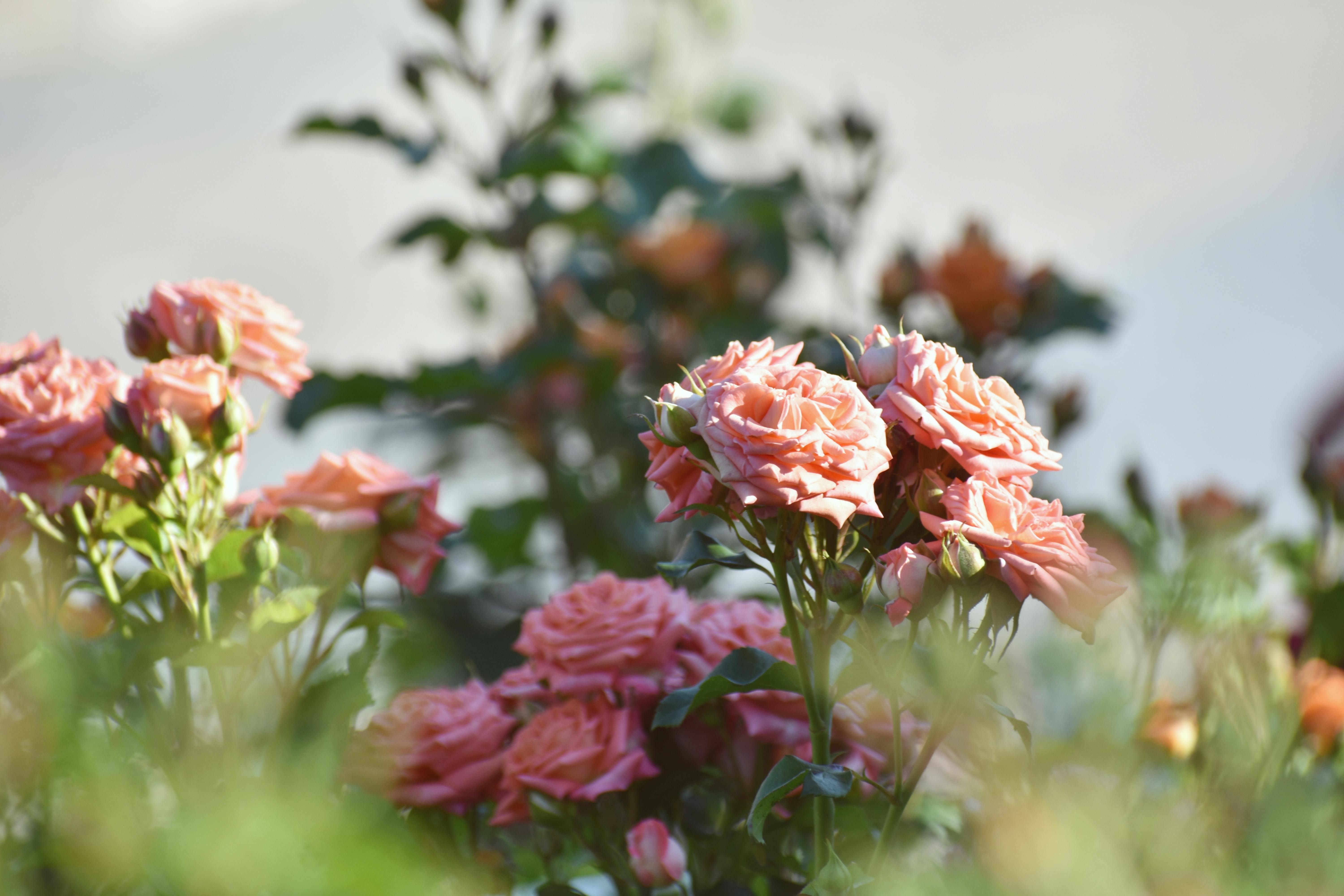 Beautiful pink roses blooming in a garden, captured in daylight, showcasing natural beauty and growth.