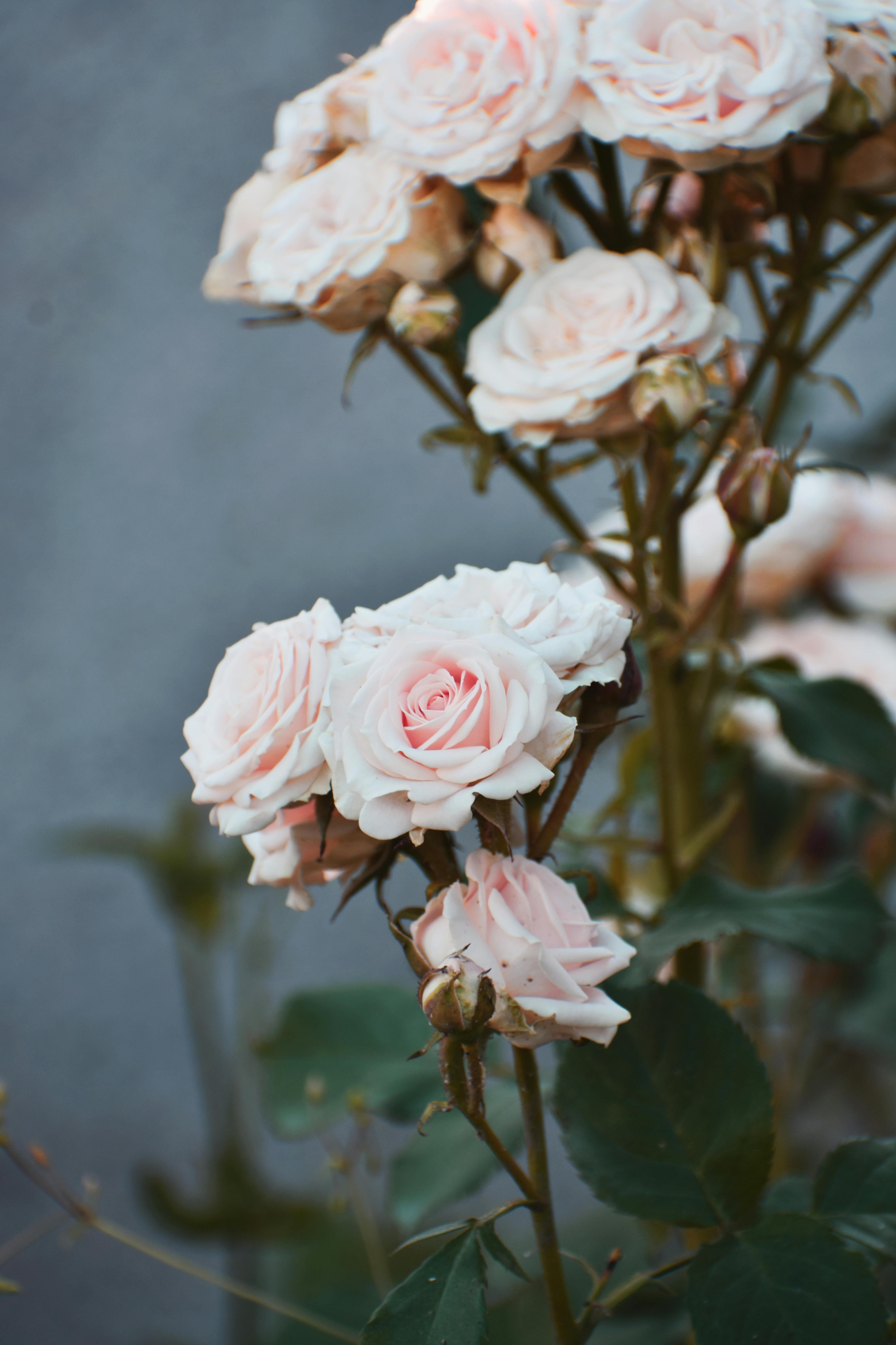 Light Pink Roses On Ivory Background  svrtravelsindiacom