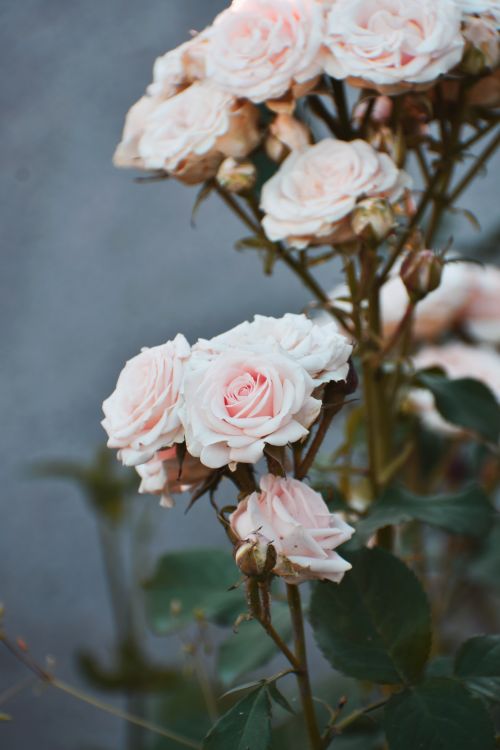 Free Charming close-up of pink roses in full bloom, showcasing delicate petals and green leaves. Stock Photo