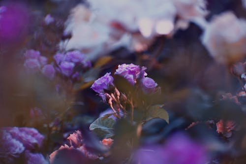 Gratis lagerfoto af blade, blomster, blomstrende Lagerfoto