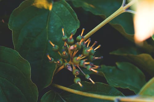 무료 녹색 잎의 선택적 초점 사진 스톡 사진