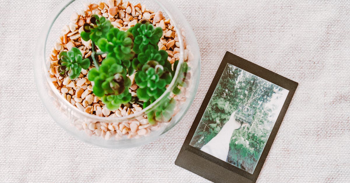 How to make pictures of animals using dry leaves