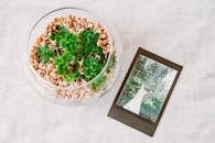 俯视玻璃花瓶中的一株多肉植物，旁边是一张放在纹理表面的复古宝丽来照片