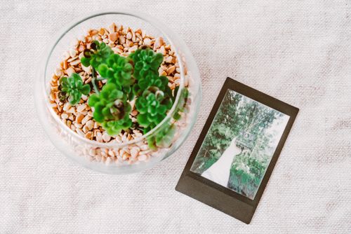 Free Overhead view of a succulent plant in a glass vase beside a vintage Polaroid photo on a textured surface. Stock Photo