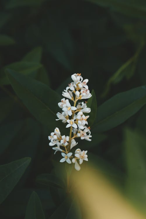 Selective Focus Photography of White Flower
