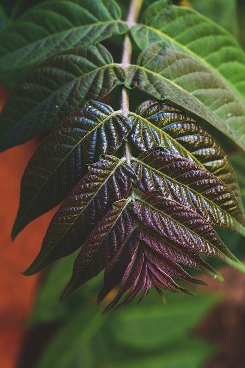 Close-Up Photo of Leaves