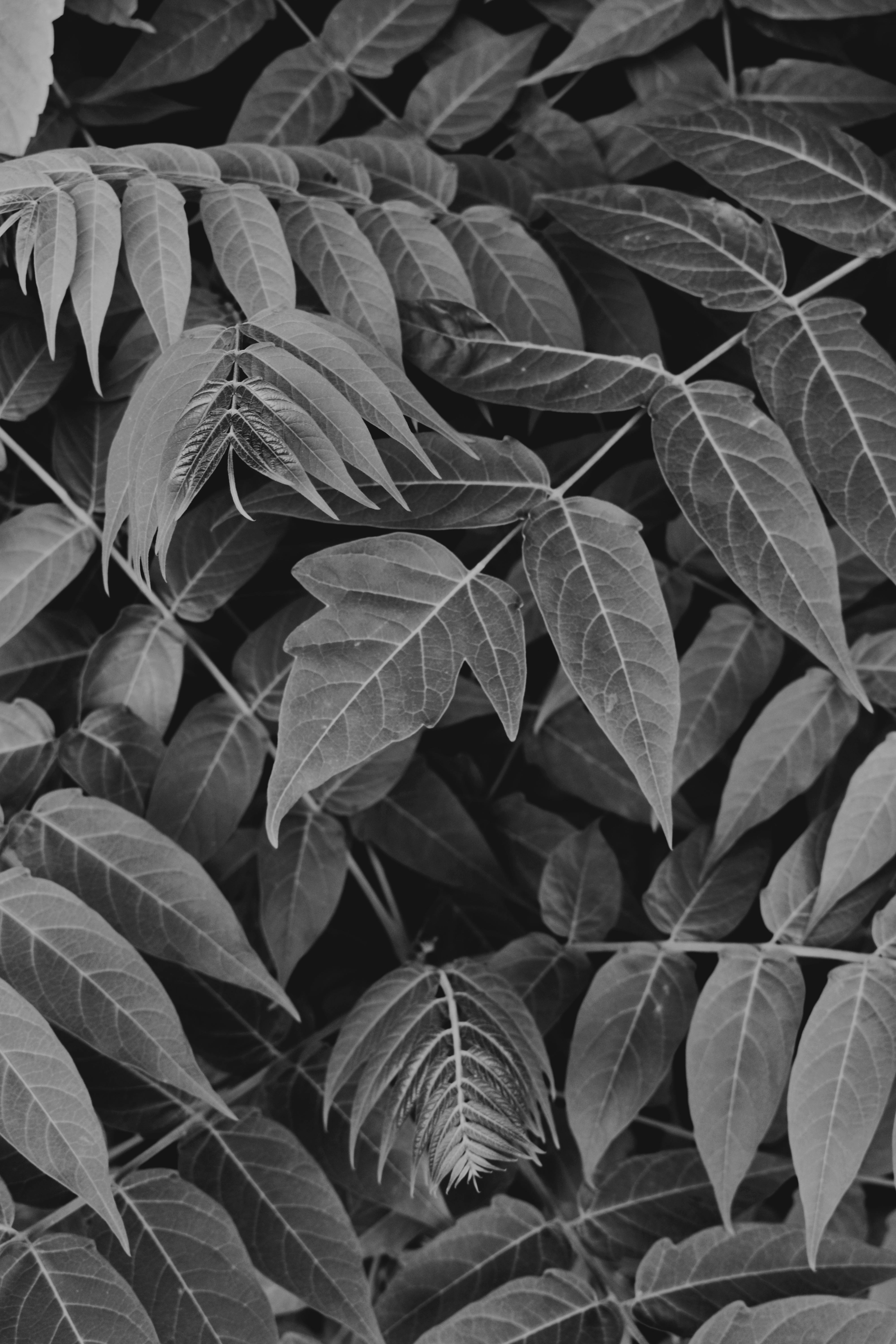 Monochrome Photography Of Leaves Free Stock Photo
