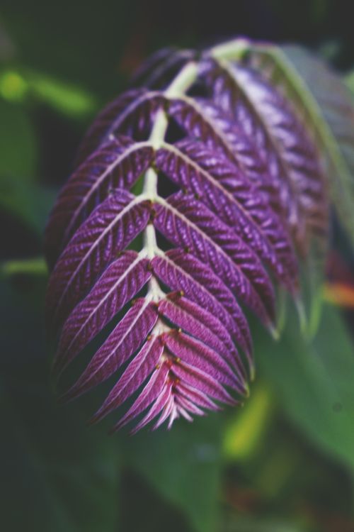 Free Detailed view of lilac leaves showcasing vibrant purple colors and deep vein patterns. Stock Photo